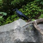 ［グラン・マ・サラのキッチン］で見かけた～初 DIAVAL（烏）